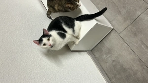 Zwei Katern zu verkaufen . 