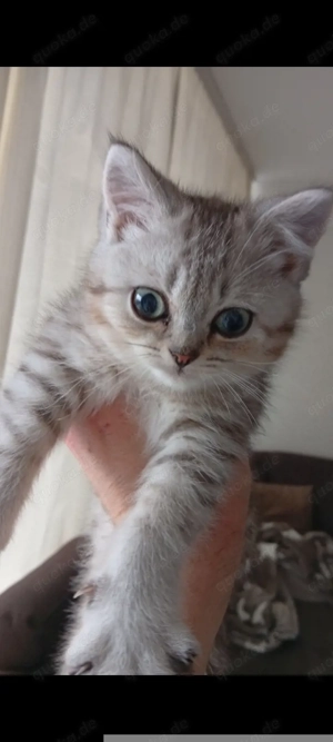 11 Wochen alter Britisch Kurzhaar Kater sucht ein neues Zuhause....
