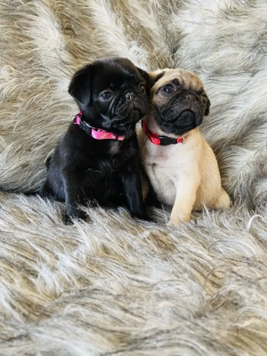 Rüden und Hündinnen von Mopswelpen ab sofort abgabebereit