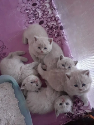 bkh kitten brittischkurzhaar kätzchen