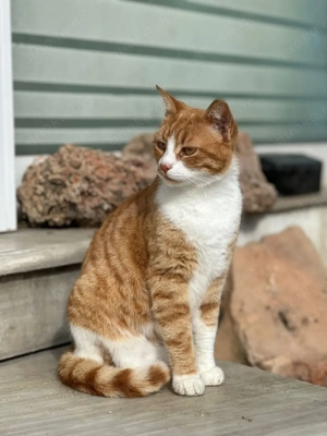 Katze Tierschutz kastriert Bundesweite Vermittlung 