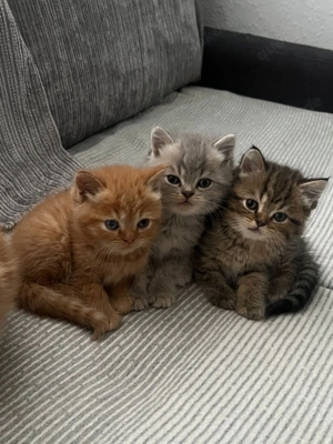 Persian katzen 2 Monaten alt