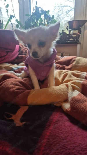     Kleine Prinzessin sucht Herzensmensch: Langhaar-Chihuahua-Mädchen in Weiß-Beige