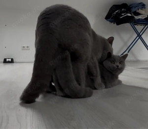 kein verkauf Deckkater erfahrener 