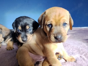 Dackel -Brake mix Welpen