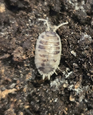 Porcellio leavis "Panda" Bild 2
