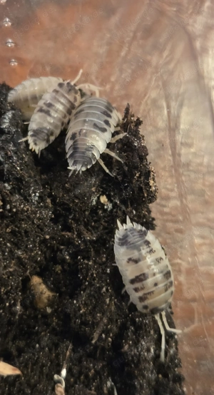 Porcellio leavis "Panda"