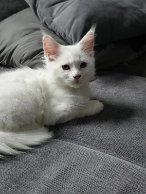 12 wochen alt  Maine coonis 