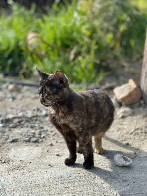 Katze Tierschutz kastriert Bundesweite Vermittlung  Bild 5