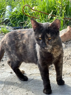 Katze Tierschutz kastriert Bundesweite Vermittlung  Bild 7