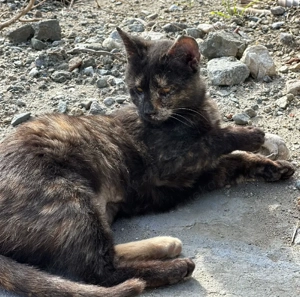 Katze Tierschutz kastriert Bundesweite Vermittlung  Bild 4