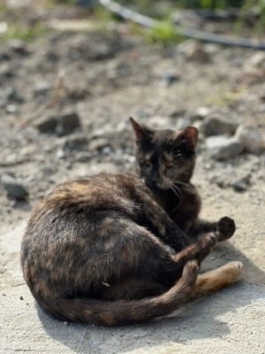 Katze Tierschutz kastriert Bundesweite Vermittlung  Bild 3