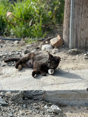 Katze Tierschutz kastriert Bundesweite Vermittlung  Bild 6