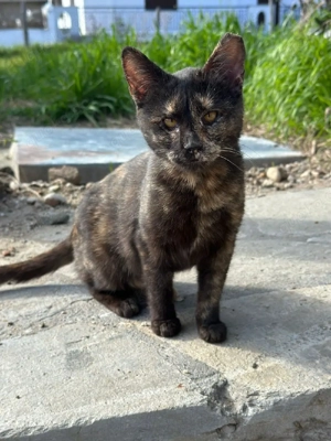 Katze Tierschutz kastriert Bundesweite Vermittlung  Bild 2