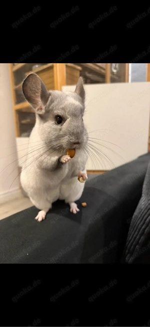 chinchilla 