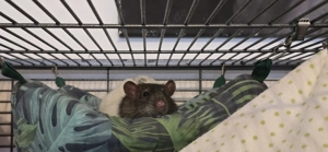 Farbrattenböckchen aus liebevollen Händen abzugeben