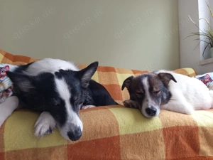 Lumpi sucht sein für-immer-Zuhause   Tierschutzhund   Bild 5