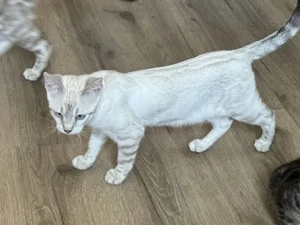 Bengal Mädchen Snow Lynx Nicht  Kastriert 2 Jahre Mit Stammbaum 