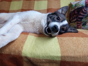Lumpi sucht sein für-immer-Zuhause   Tierschutzhund   Bild 2