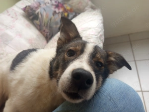 Lumpi sucht sein für-immer-Zuhause   Tierschutzhund  