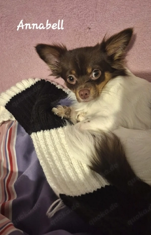 Wurfankündigung Chihuahua 