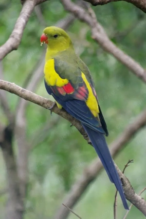 Tausche Bersittich Henne gehen Hahn 