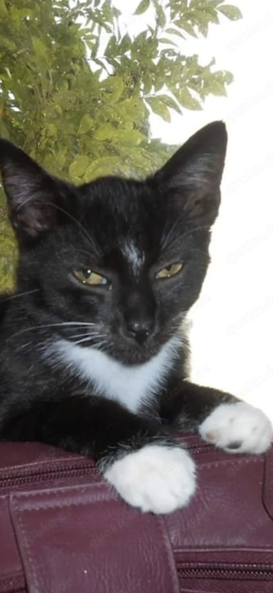 Suche Kater schwarz mit weißen pfoten und Lätzchen 
