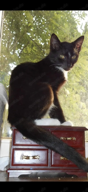 Suche Kater schwarz mit weißen pfoten und Lätzchen  Bild 3