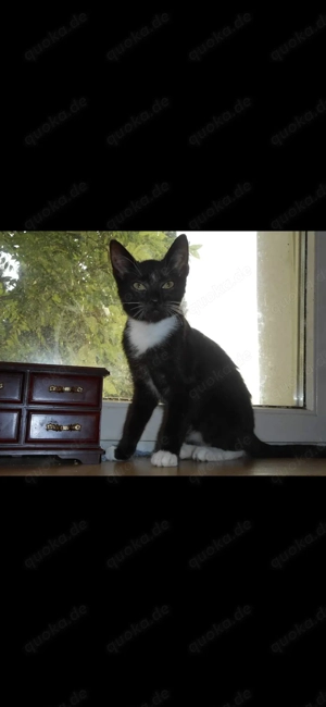 Suche Kater schwarz mit weißen pfoten und Lätzchen  Bild 2