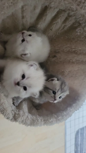 Liebevolle Katzenbabys suchen ein neues Zuhause-jetzt reservieren 