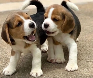 Beagle welpen