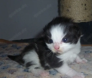 Kitten der Rasse Maine Coon