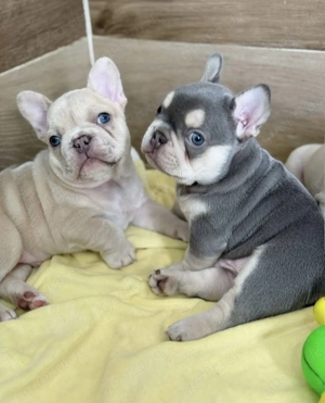 Bereit für einen Wurf Französischer Bulldoggen Welpen
