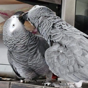 Wunderschönes Paar Afrikanische Graupapageien für ein schönes Zuhause