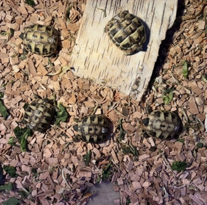 Griechische Landschildkröten  Bild 4