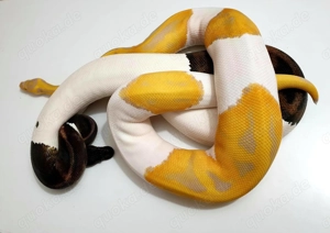 Aufgabe der Reptilienhaltung 