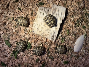 Griechische Landschildkröten  Bild 3