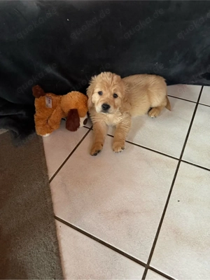 Golden Retriver welpen 