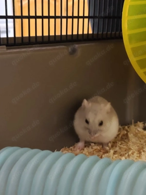 hamster madchen 