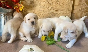 entzückender Labrador Retriever