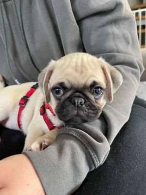    Ein kleiner Mopswelpe - Rüde ist verspielt und aufgeweckt, sofort abholbereit 