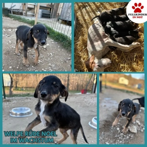 Kleiner Welpen Bub Noel sucht seine Familie