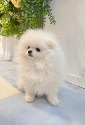 Pomeranian Zwergspitz reinrassig Junge