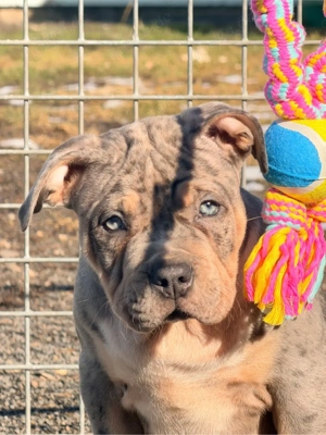 American Bully Tricolor XL