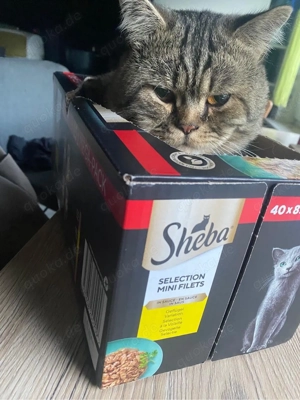 BKH Kater Kuschelbär 