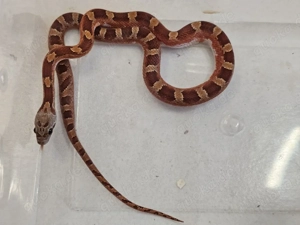  1.1 Bloodred pied sided, Kornnatter NZ25 