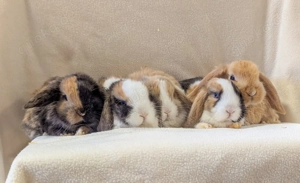 Zwergkaninchen Babys Minilops Zwergwidder 
