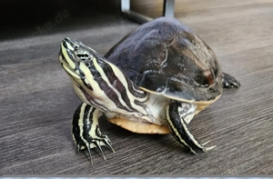 Wasserschildkröte ink. Zubehör