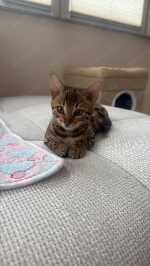 Bengal Kitten mit Stammbaum sucht ein liebevolles Zuhause