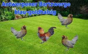 Suche Bruteier oder Küken 